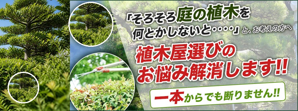 庭木・植木のお悩み解消イメージ