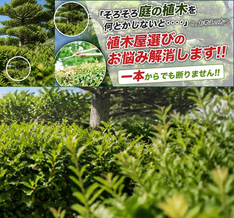 庭木・植木のお悩み解消イメージ